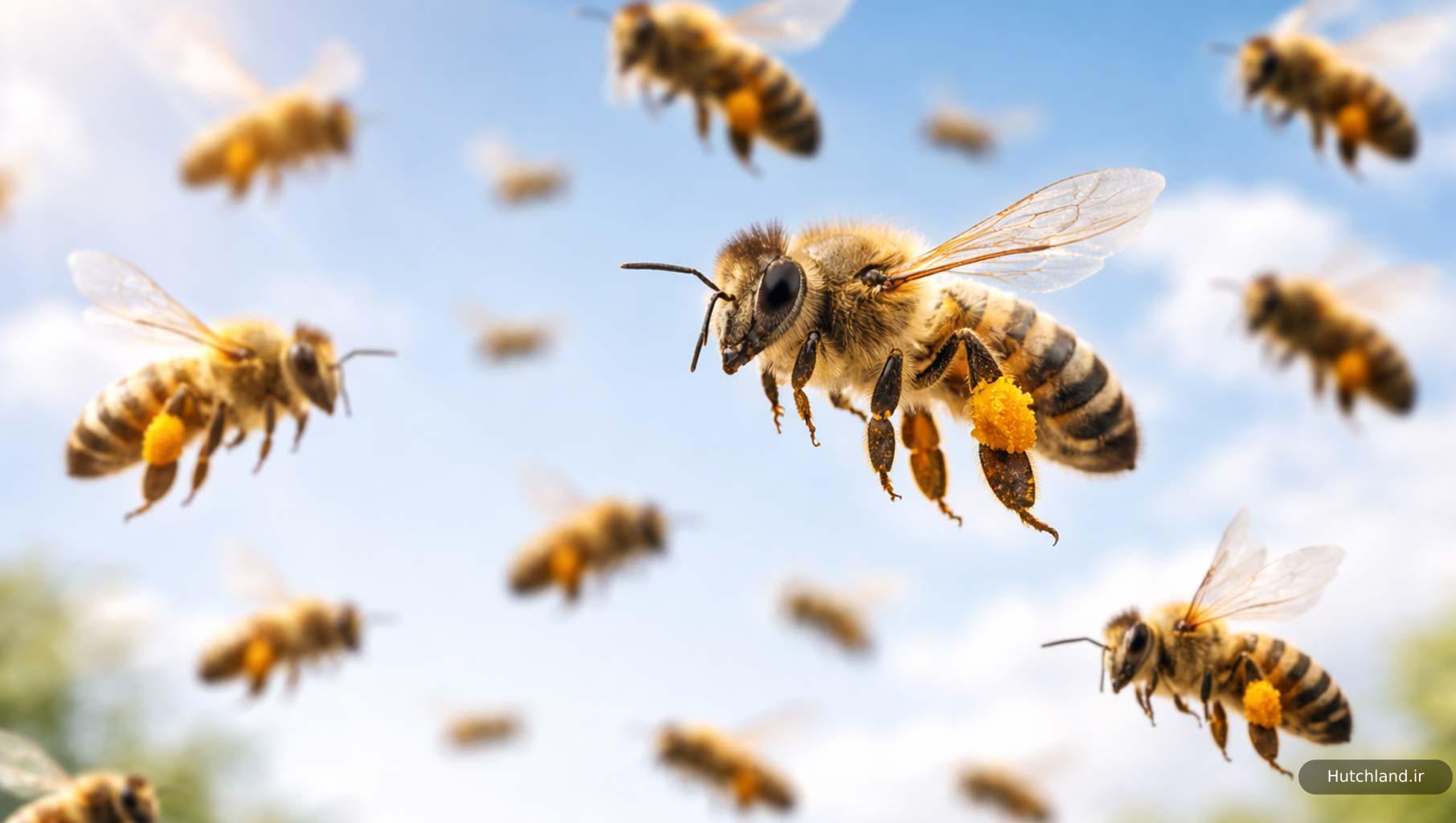 اهمیت زنبور عسل در حفظ تعادل بومی