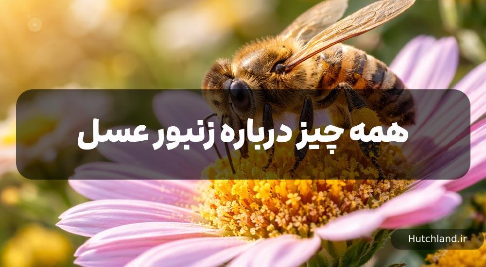 همه چیز درباره زنبور عسل