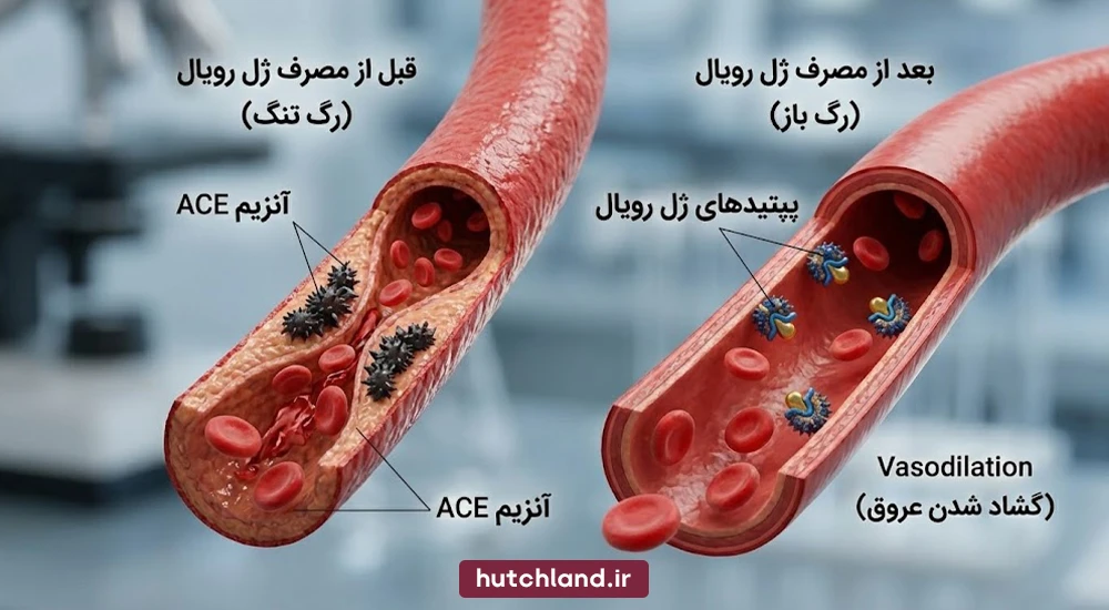 ژل رویال چگونه فشار خون را کنترل میکند؟