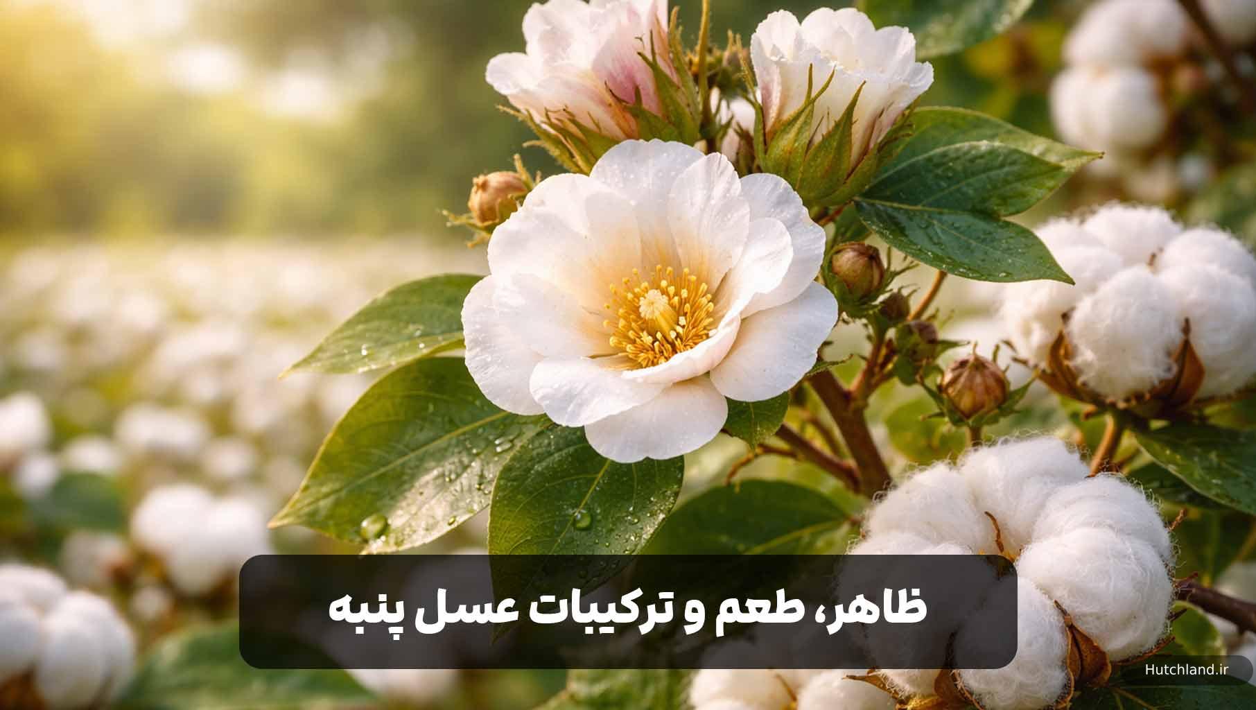 ظاهر، طعم و ترکیبات عسل پنبه