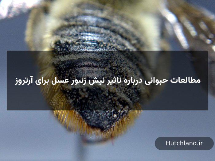 مطالعات حیوانی برای تاثیر نیش زنبور در درمان آرتروز