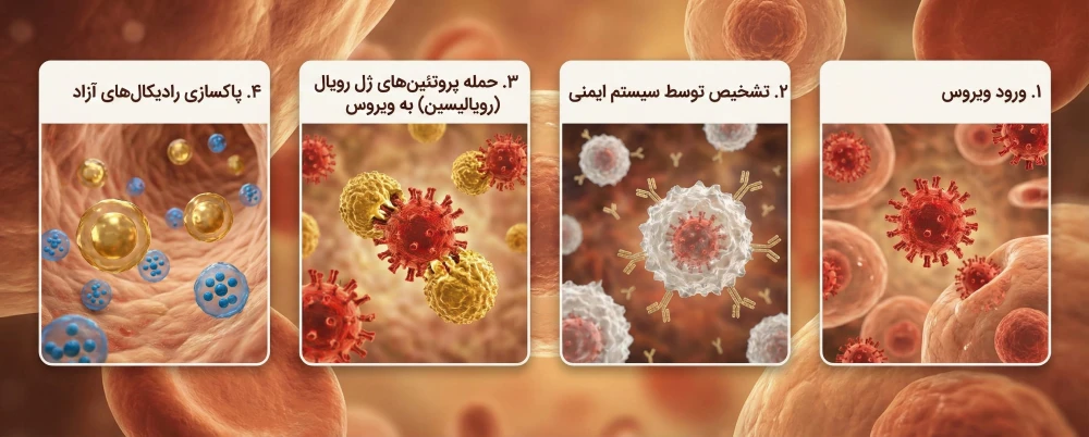 عملکرد ژل رویال و اسید 10-HDA در سرماخوردگی