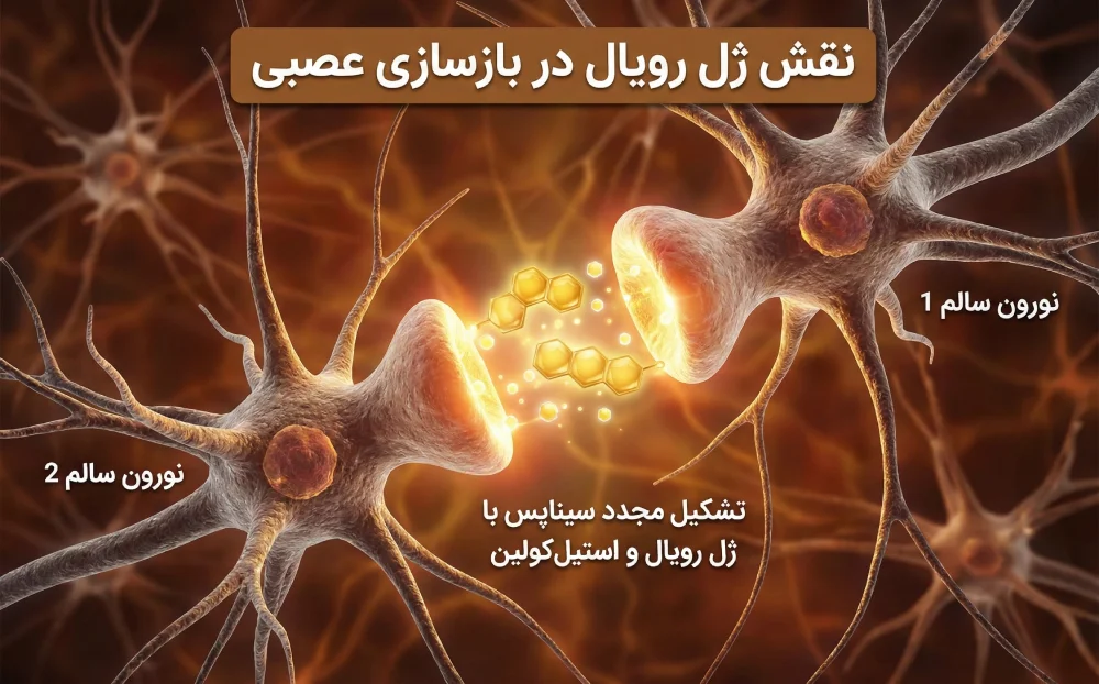 بازسازی نورون ها و جلوگیری از مرگ سلولی