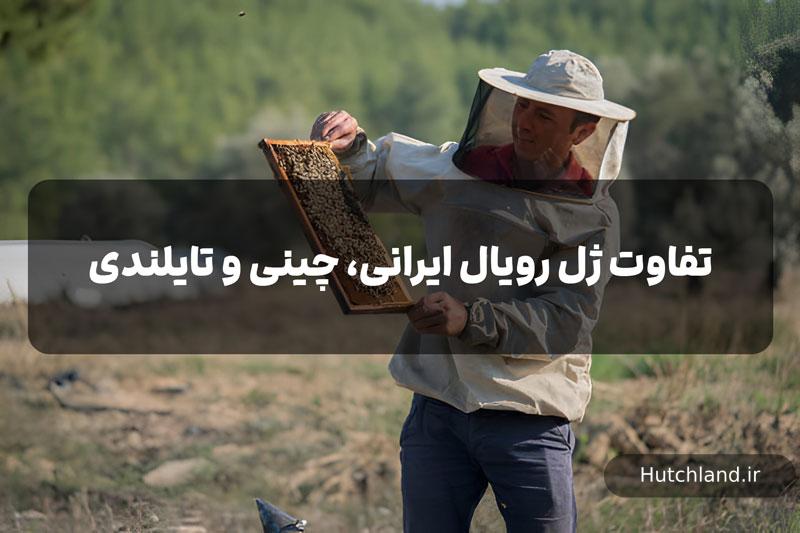 تفاوت ژل رویال ایرانی و چینی