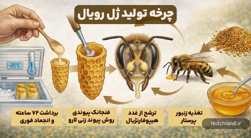 چرخه تولید ژل رویال