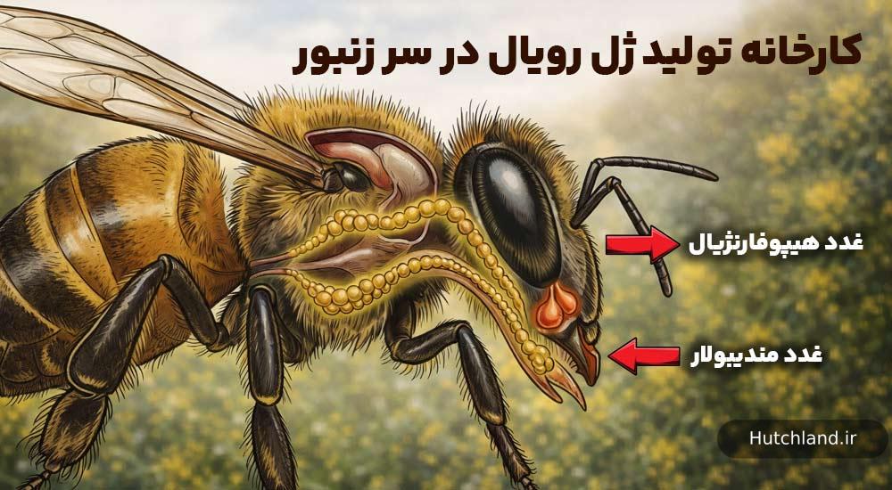 کارخانه تولید ژل رویال در سر زنبورها