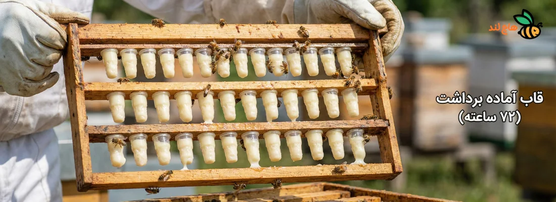 قاب برداشت ژل رویال