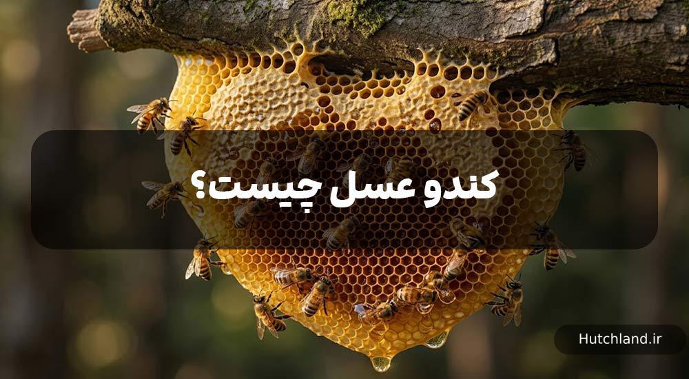 کندو عسل چیست؟
